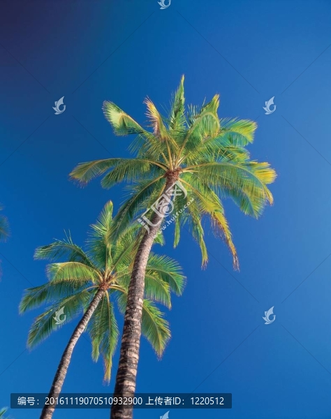 夏天的素描