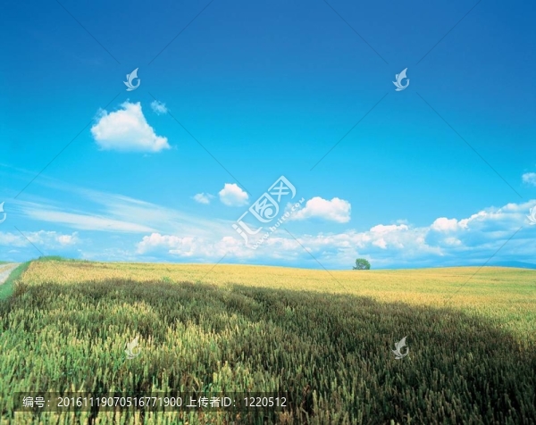 場(chǎng)景