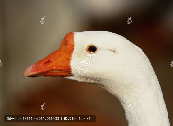 野生動物