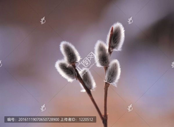 春天的素描