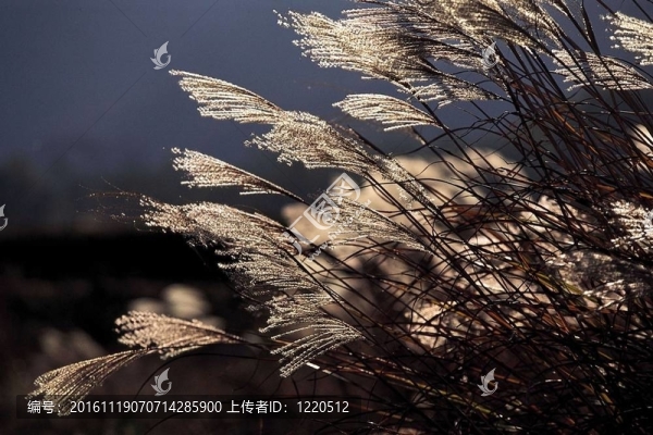 季節(jié)性的觀點(diǎn)