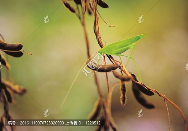 秋天的素描