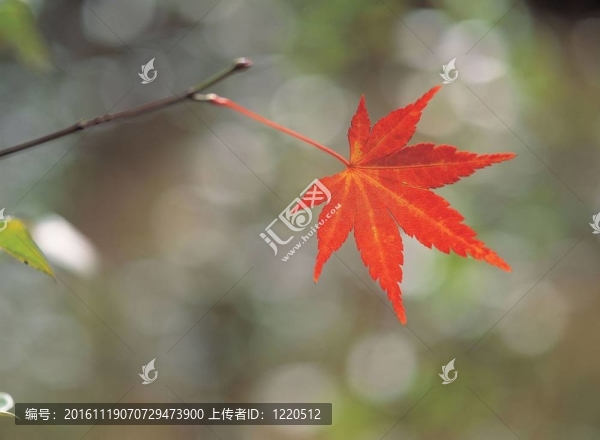 秋天的素描