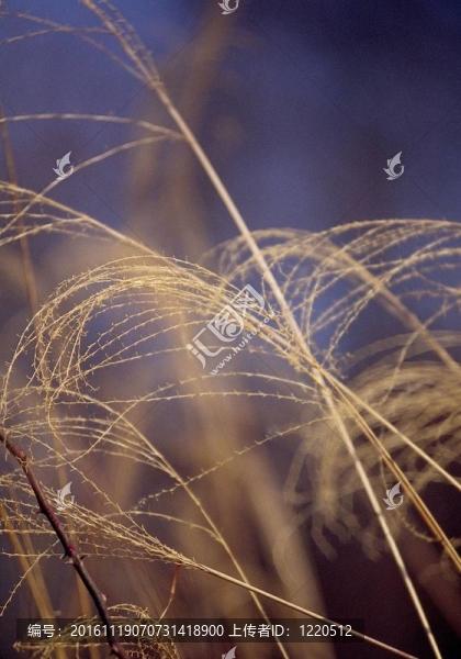 季節(jié)性的觀點(diǎn)