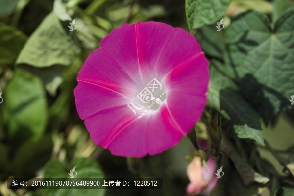 夏天的素描
