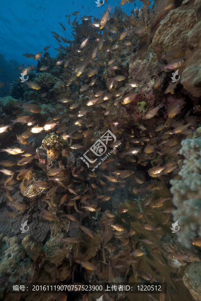 GlassFish和珊瑚的紅海了。