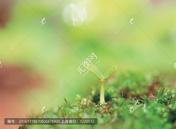 春天的素描