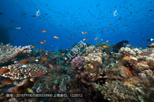 紅海中的魚和珊瑚。