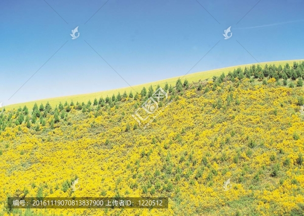 場(chǎng)景