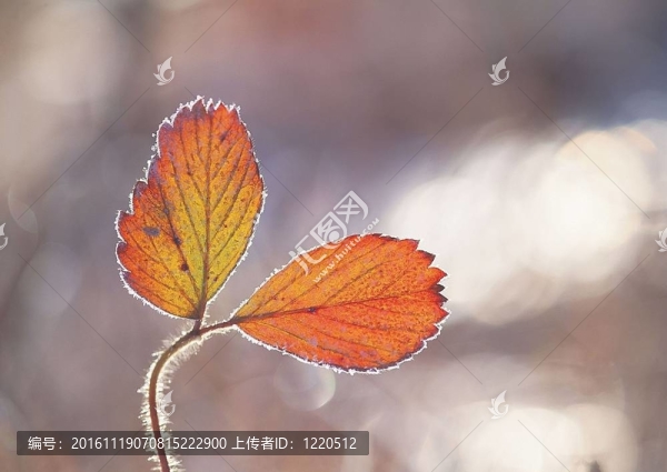 秋天的素描