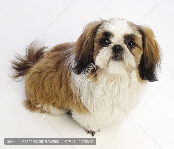 寵物-匯圖網(wǎng) www.fosd68.com 寵物