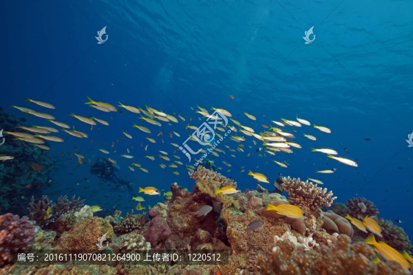 紅海中的魚和珊瑚。