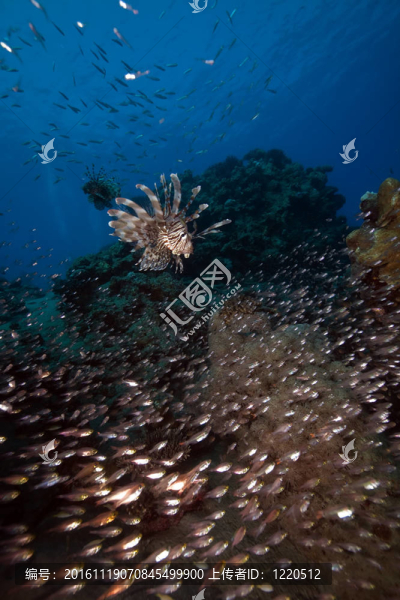 獅子魚獵GlassFish在紅海了。