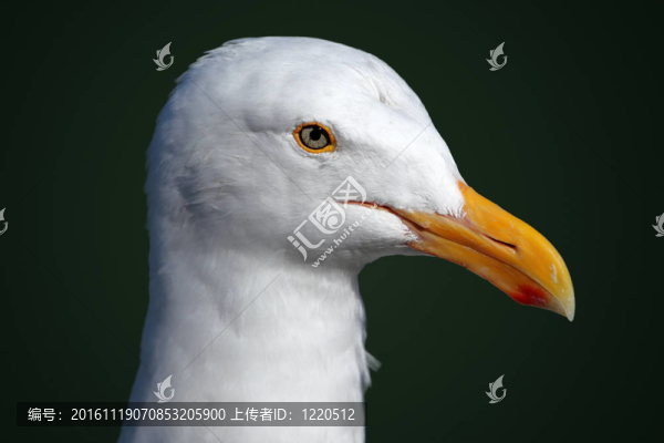 海鷗的肖像