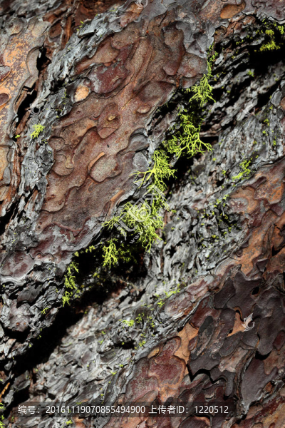 宏靠近蛛松樹皮-匯圖網(wǎng) www.fosd68.com 宏靠近蛛松樹皮