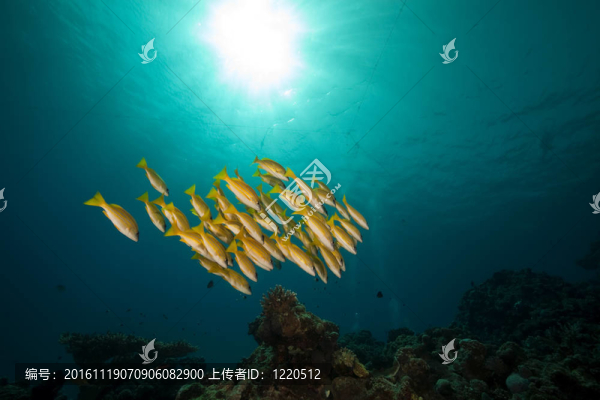 藍(lán)色條紋鯛魚和珊瑚的紅海了。