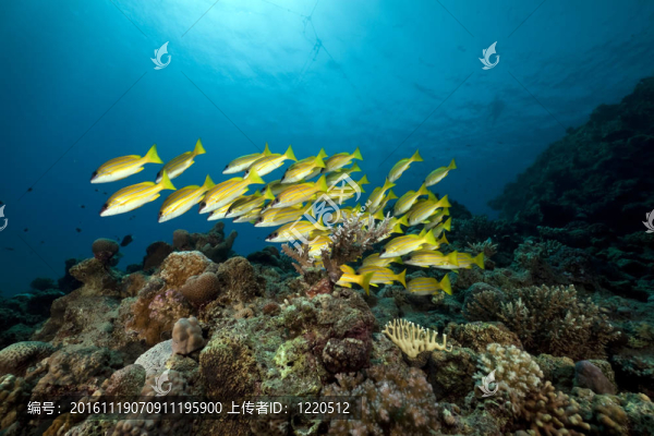 藍(lán)色條紋鯛魚和珊瑚的紅海了。