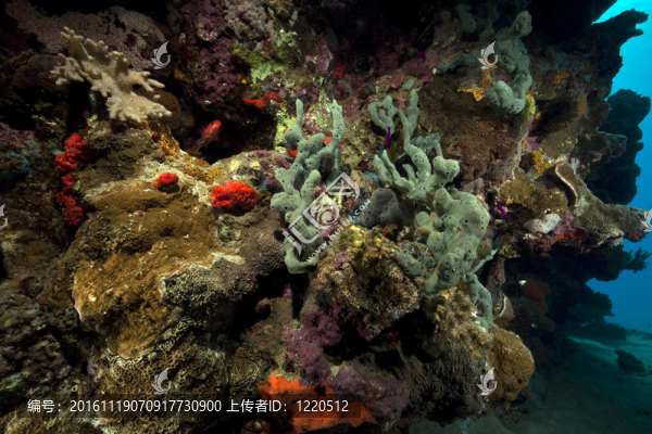 紅海中的魚(yú)和珊瑚。