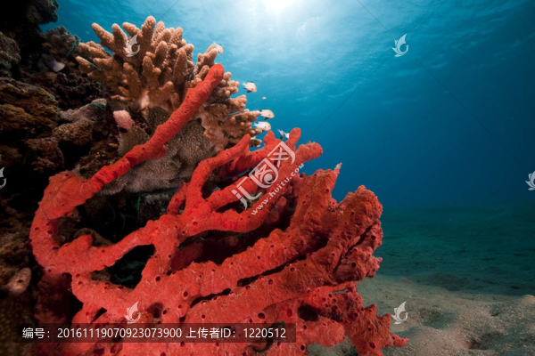 紅海中的魚和珊瑚。