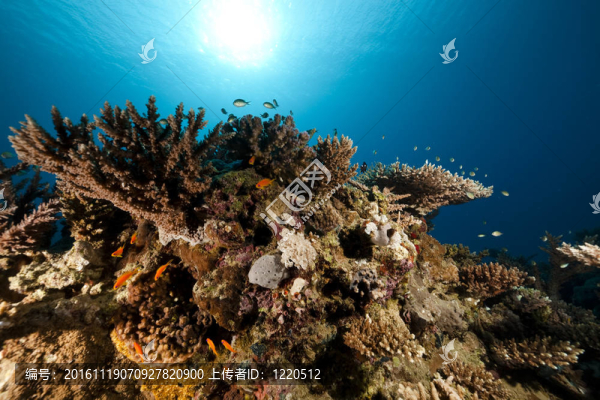 紅海中的魚和珊瑚。