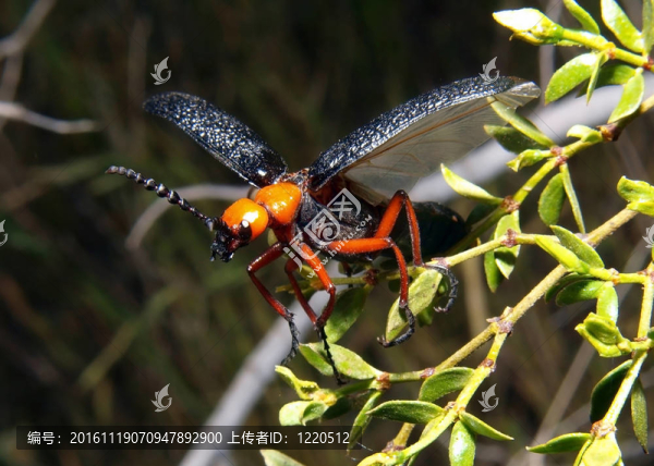 Blister,Beetle飛行