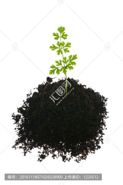 年輕的綠色植物
