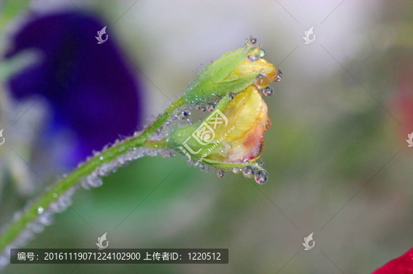 水里的倒影