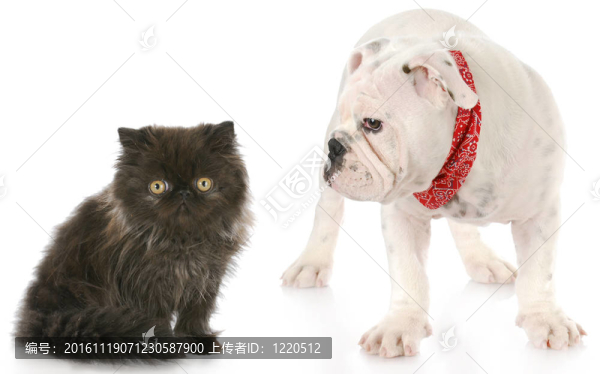 小貓和小狗