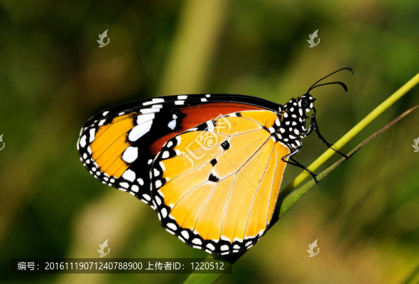 平原的老虎