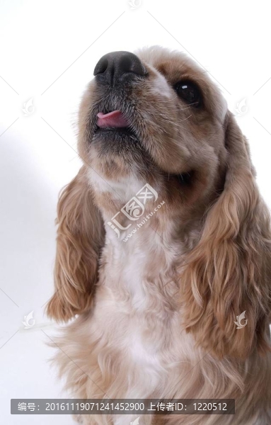寵物