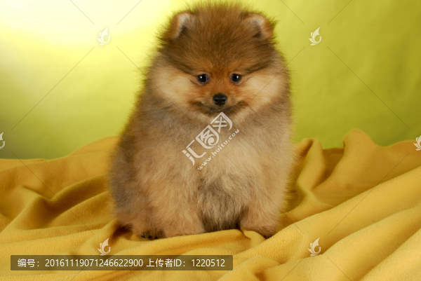 博美犬的小狗
