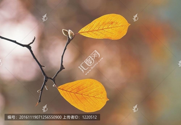 秋天的素描