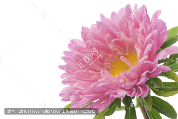 中國紫菀