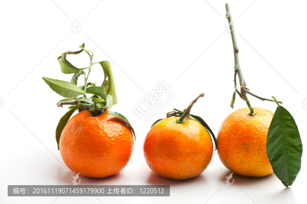 三橘白色背景上