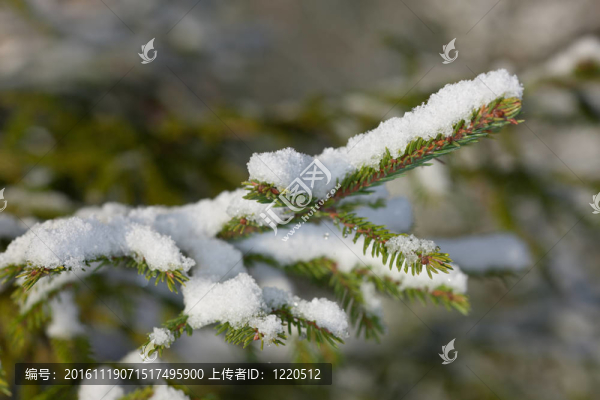 雪下的冷杉樹