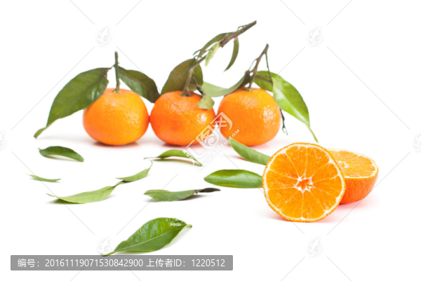 橘子收成時