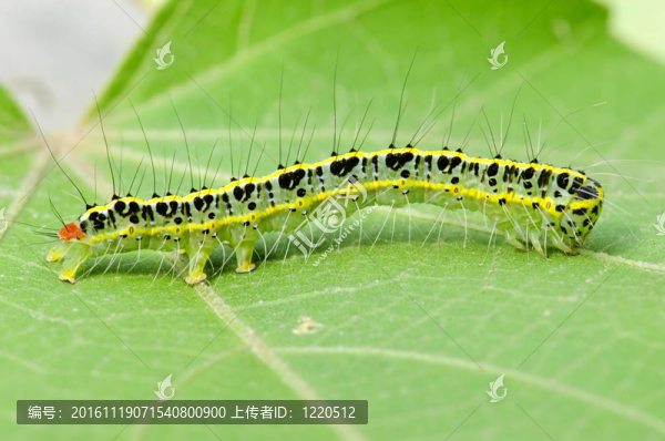 一個(gè)可愛(ài)的卡特彼勒