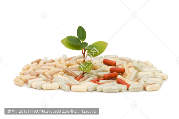 丸綠芽