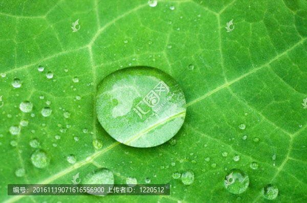 鮮綠葉上的水滴