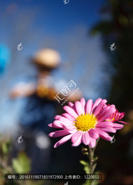 宏觀的雛菊與園丁的背景