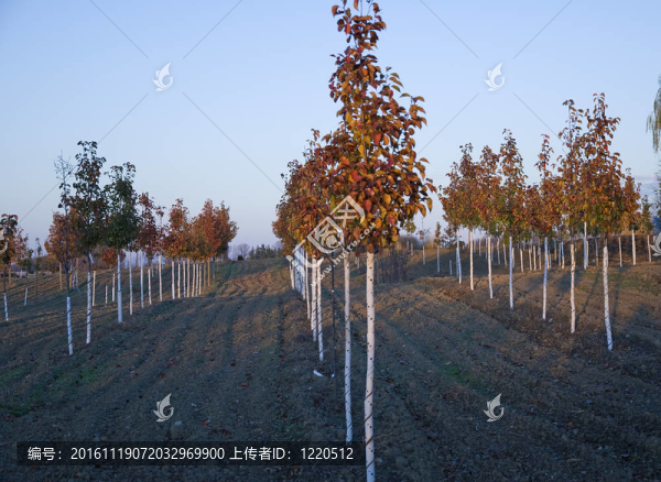 在一個(gè)農(nóng)場的秋天晚上