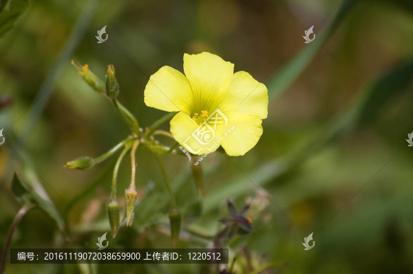 黃色的花