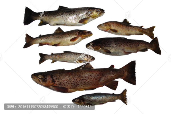 魚(yú)魚(yú)