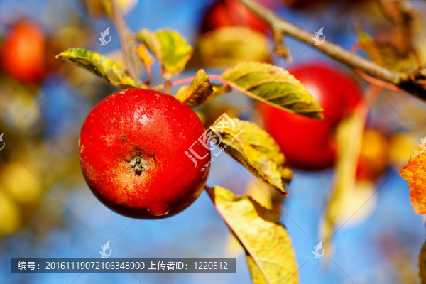 紅蘋果