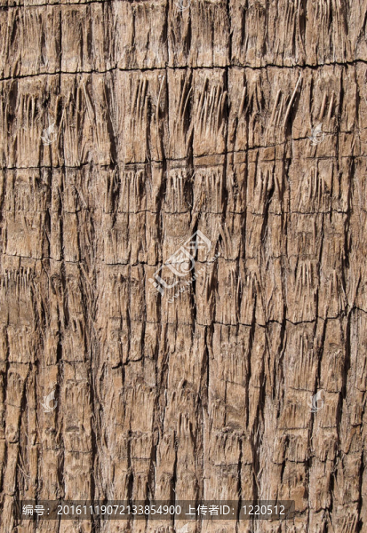 粗糙棕棕樹(shù)樹(shù)皮天然紋理背景。