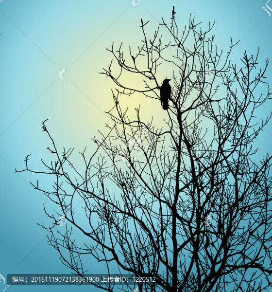 冬天天空上的樹上的鳥