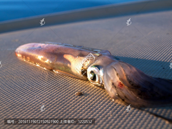 船上的新鮮魷魚