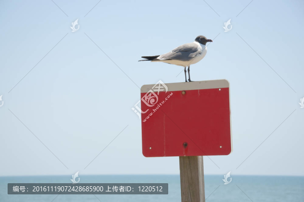 一個(gè)空紅色和白色的標(biāo)志與一只海鳥坐在上面對海洋背景。選擇性聚焦圖像。標(biāo)志有磨損紋理和一些生銹和鳥dr