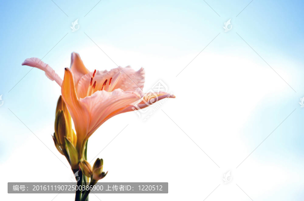 單瓣粉紅色百合