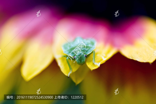 綠盾蟲花瓣